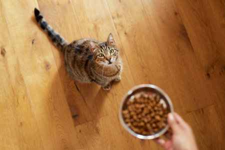 High angle view of woman feeding her cat with dry food at home. Portrait of cute pet waiting and looking at woman serving food in a steel bowl. Hungry cat looking at food while owner serving meal in a steel dish.の写真素材