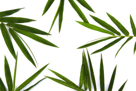 Bamboo leaf isolated on white backgroundの写真素材