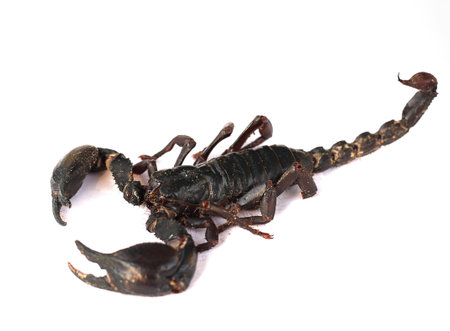 Died scorpion isolated on white backgroundの写真素材