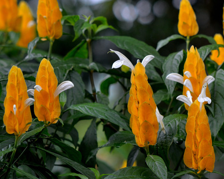 Yellows flowerの写真素材