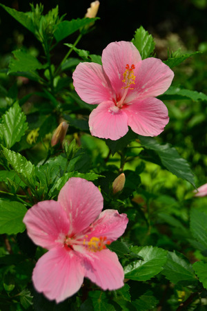 Nice Pink Flowers under the sunの写真素材