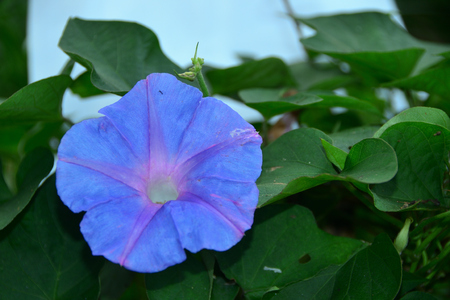 Blue Flower under the sunの写真素材