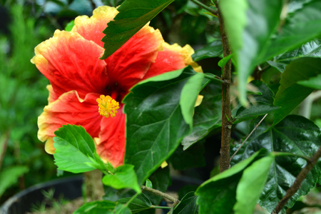 Hidden Flower under the sunの写真素材