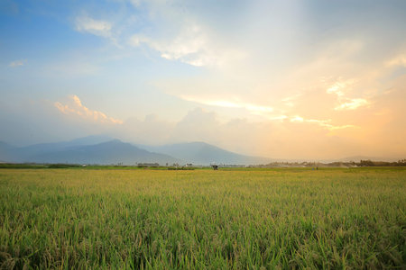 Rice Filed,and Mountain View With Sunset. at Ambarawa, Central Java. Indonesia.