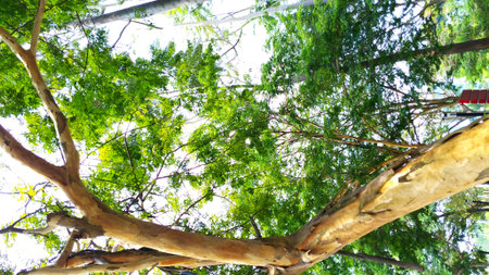 Wooden trunks have been cracked in recreational park but are still able to produce lush leaves