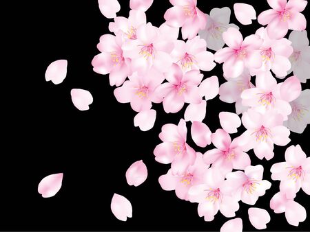 The cherry tree of a black background のイラスト素材