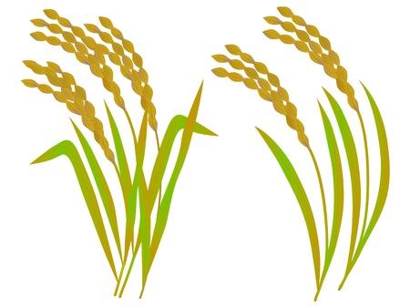 The illustration of rice のイラスト素材
