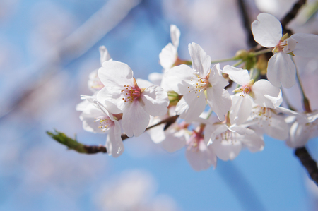 Beautiful cherry blossoms in Japanの写真素材