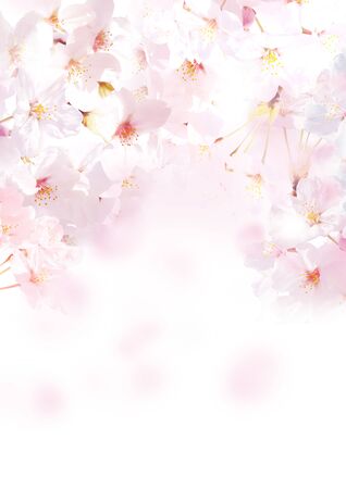 Friendly Sakuraの写真素材