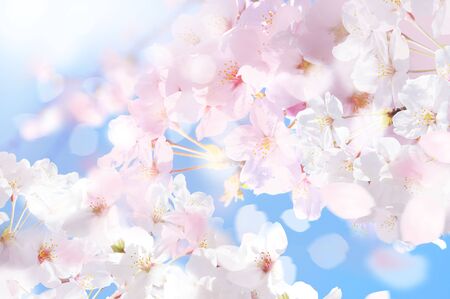 Beautiful cherry landscapeの写真素材