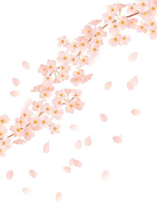 Beautiful Japanese cherry treeのイラスト素材