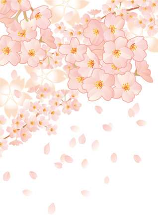 Beautiful Japanese cherry treeのイラスト素材