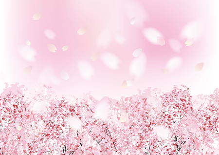 It is a beautiful sakura in Japanのイラスト素材
