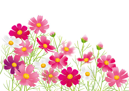 Beautiful cosmos flowerのイラスト素材