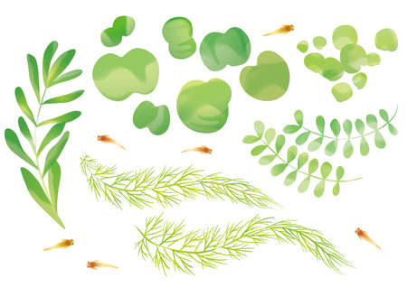 Medaka Mizukusa Japanese Style Illustrationのイラスト素材