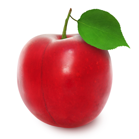 Fresh red ripe plum whith leaf isolated on white background. Design element for product label, catalog print, web use.の写真素材