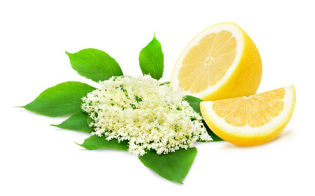 Sprig of sambucus with green leaves and half of lemon isolated on a white background. Ingredients for syrup. Design element for product label, catalog print, web use.の写真素材