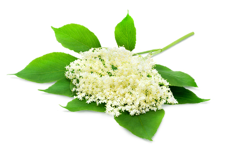 Sprig of sambucus with green leaves isolated on a white background. Design element for product label, catalog print, web use.の写真素材