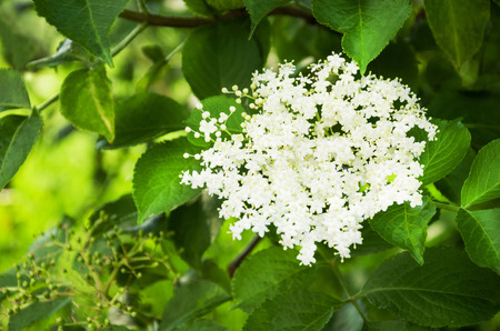 Sprig and flower of sambucus with green leaves on a tree.の写真素材