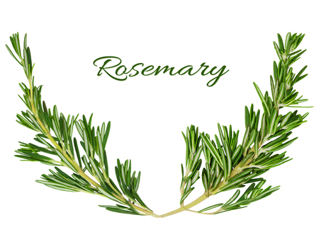 Rosemary frame element forms a place for text or design isolated on a white background.の写真素材