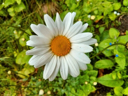 Looking down on daisyの素材