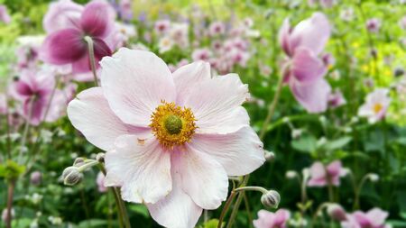 Sea of anemonesの素材