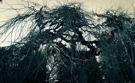 Twisted treeの素材