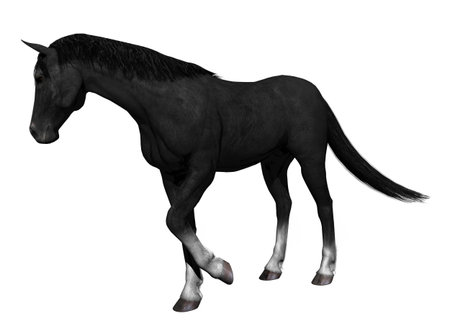 A horseの写真素材