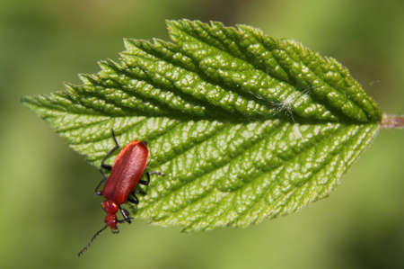Longhorn Beetle Pyrrhidium sanguineum sitting on a leafの写真素材