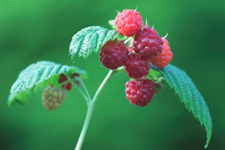 some raspberries in green surroundings in germany