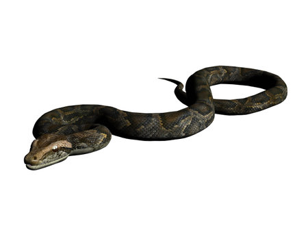 3D Illustration of a python