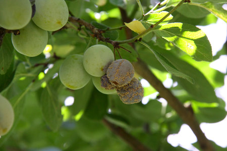 Some unripe mirabelle plums, some of them rotting slowlyの写真素材