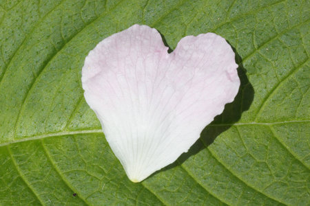 heart formed petal on a leafの写真素材