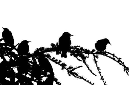 Silhouettes of some birds, sitting on a tree. Downsampled to two colorsの写真素材