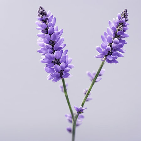 Lavender flowers on a blue background. Shallow depth of fieldの素材
