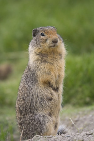 Columbian Ground Squirrel upstanding - on a meadow -の写真素材