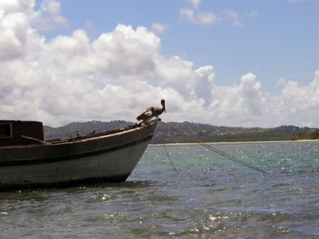 pelicans sitting on an old boat     の写真素材