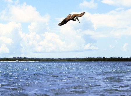pelican fishing     の写真素材