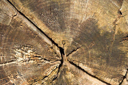Annual Rings of an old Oak Tree closeup