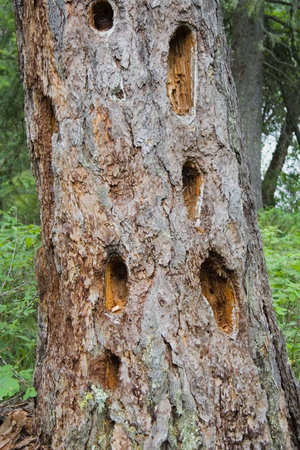 many holes in the bole of a giant tree - damage to the forests - の写真素材