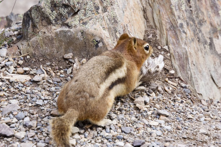chipmunk on the run - banff national park, canada -の写真素材