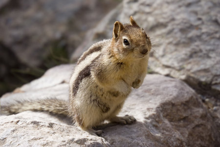 chipmunk on a rock - banff national park, canada -の写真素材