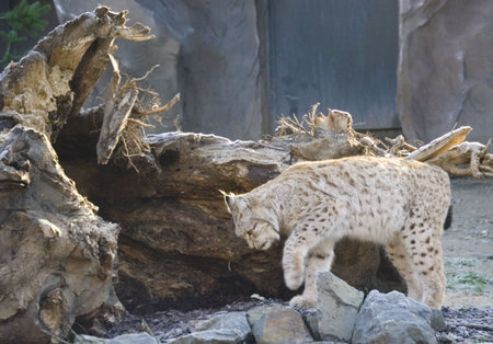 lynx stalking - bobcat in a zooの写真素材