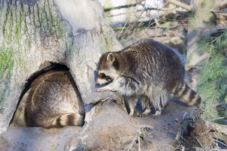 racoons inside and outside of the home -  of procyon lotor in the hole of a tree の写真素材