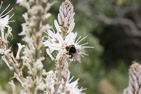 white wildflower with a honey bee - French Rivieraの写真素材