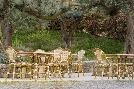 pavement cafe under an old olive tree - tables and cane chairsの写真素材
