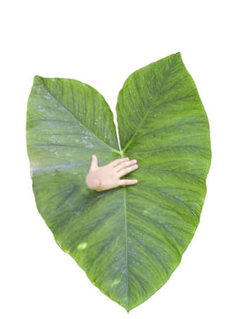 big leaf and small handの写真素材