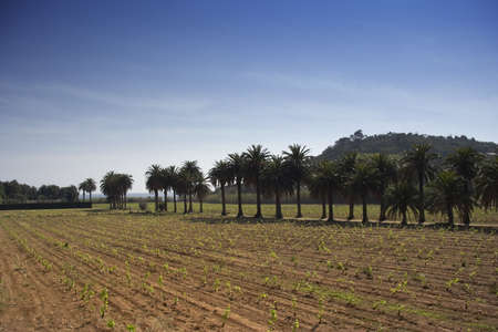 palm trees behind a vineyard の写真素材