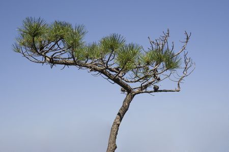 bonsai tree - against a blue summer sky の写真素材