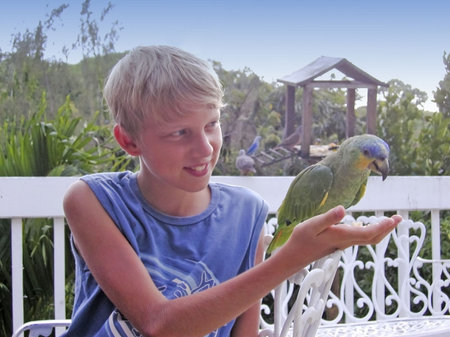 boy with a blue-fronted amazon on his hand - tobago, west indiesの写真素材